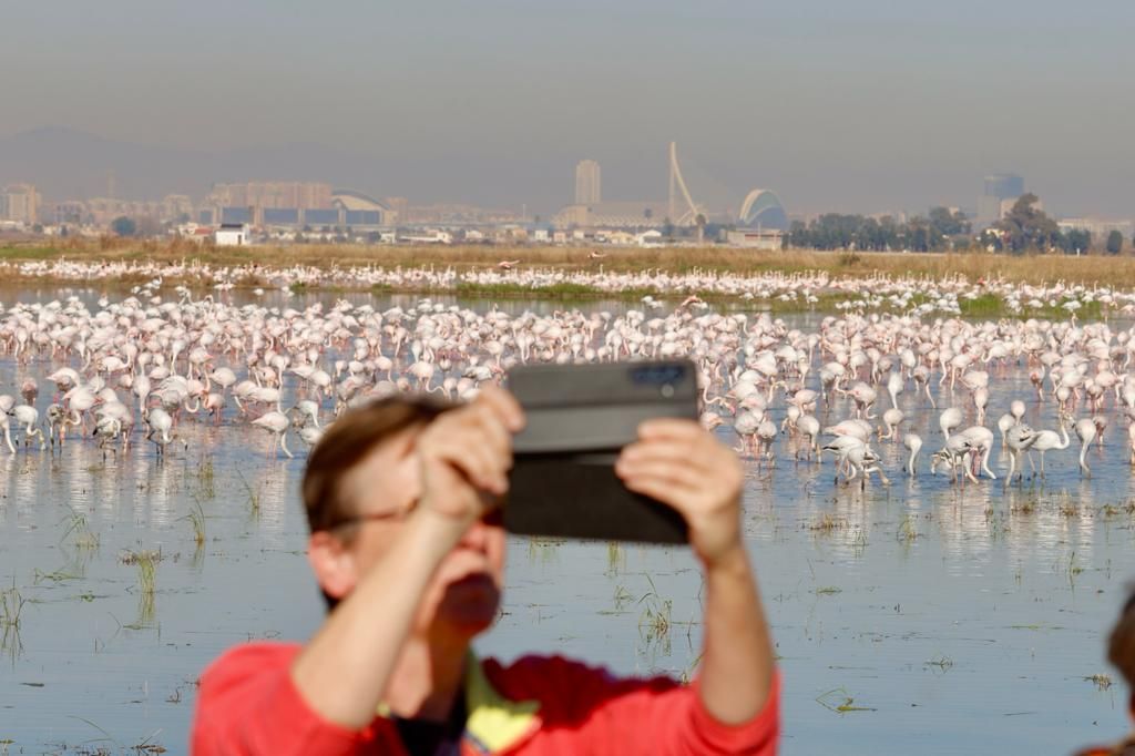 Los flamecos vuelven a teñir de rosa L ´Albufera