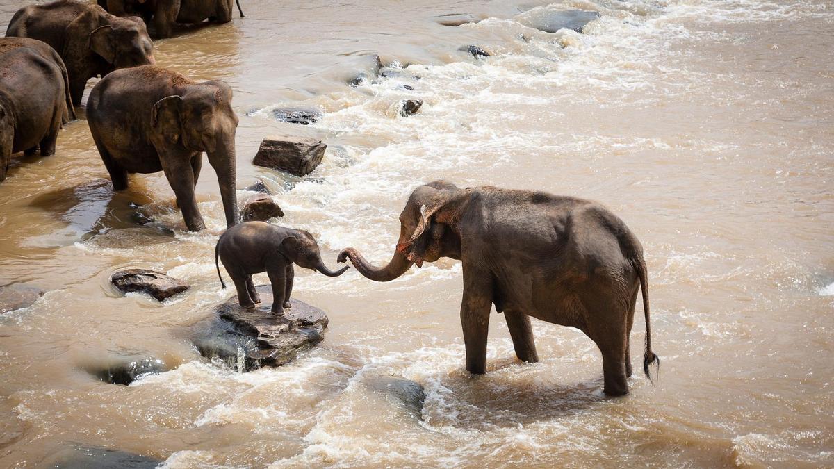 Una hembra de elefante ayuda a su cría a cruzar un río.