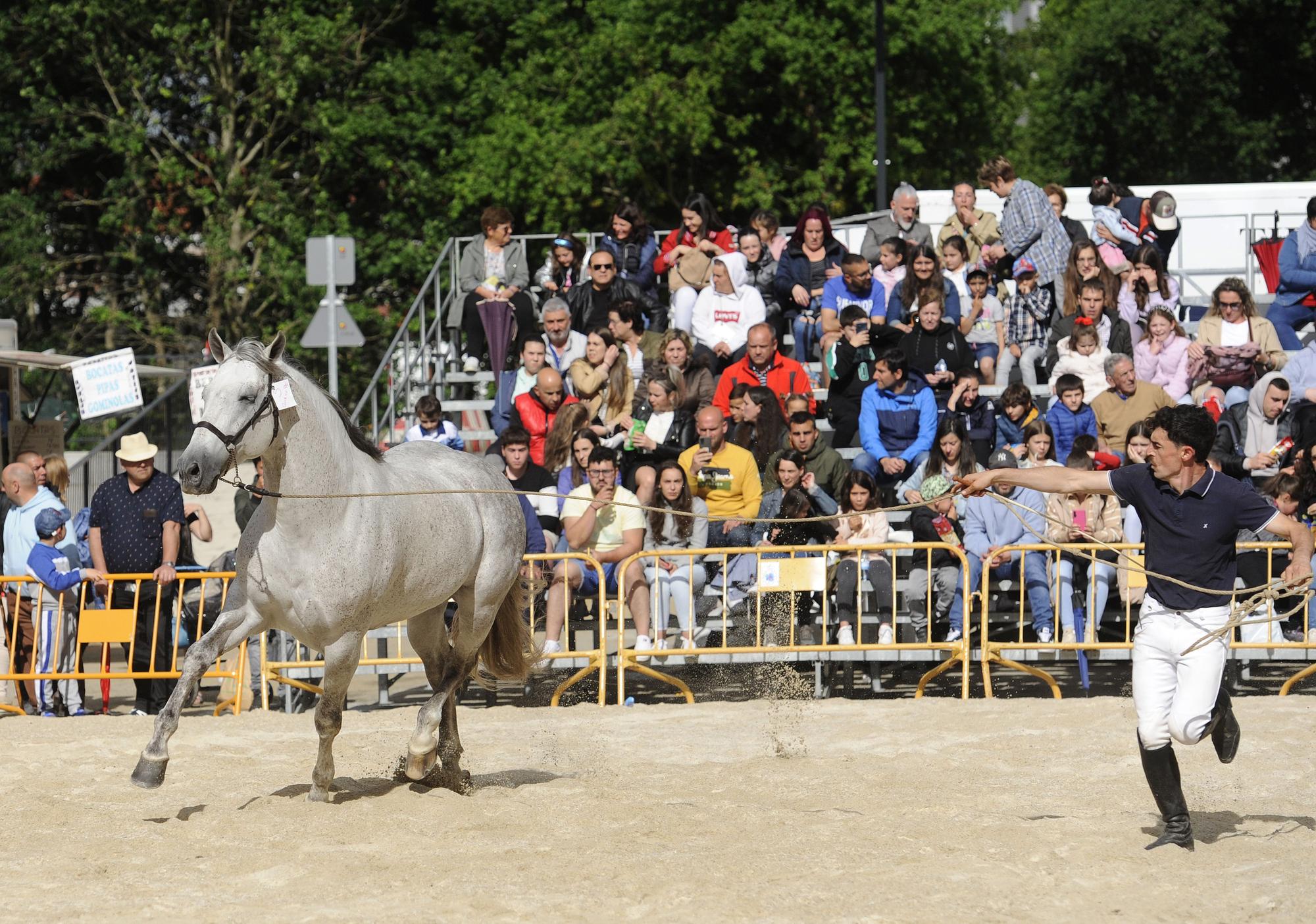 Danza sobre la arena: el espectáculo equino de Santi Serra hipnotiza Lalín