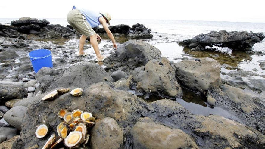 Un mariscador recolecta lapas en una zona del litoral majorero.