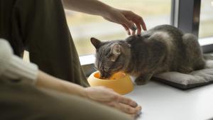 La mejor comida que puedes comprar para tu gato, según la OCU