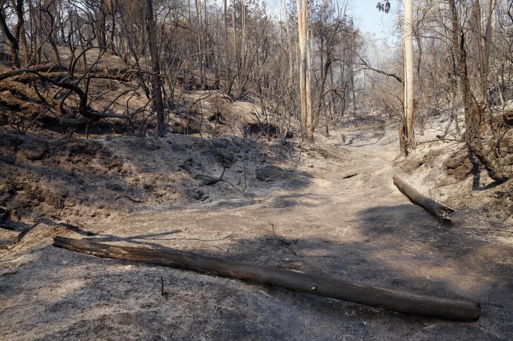 Incendi forestal a Blanes