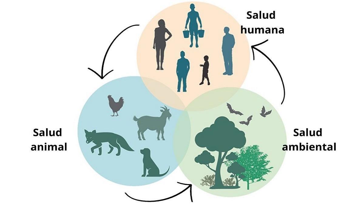 El concepto &#039;One Health&#039; es la idea de que la salud humana está conectada con la salud animal y ambiental