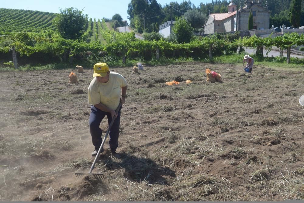 Meis recoge sus patatas solidarias