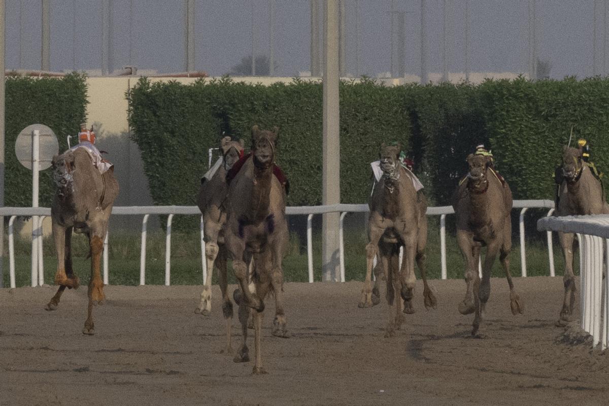 Carrera de camellos con jinetes-robot en Al Sheehaniya (Doha).