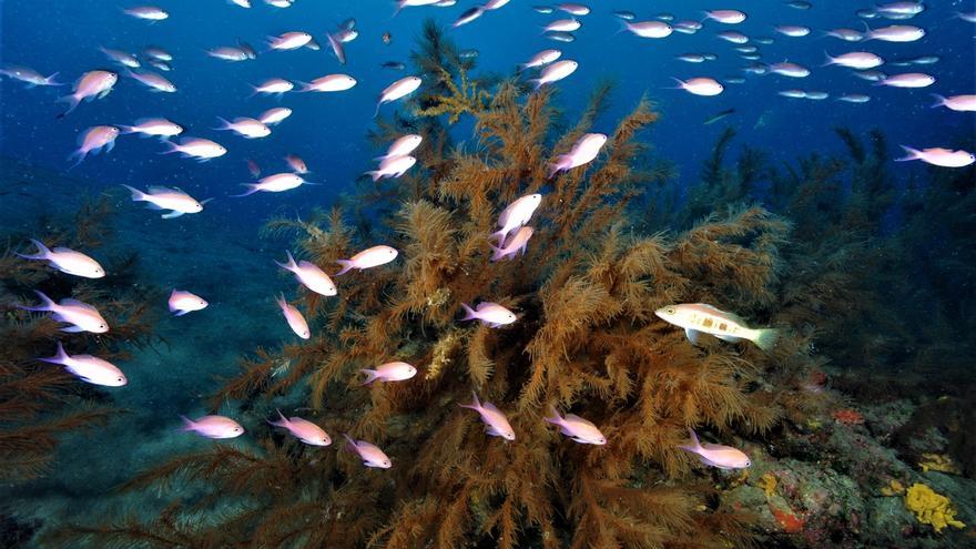 La ULPGC reclama la protección de los corales negros en Canarias, hábitat del 60% de los peces