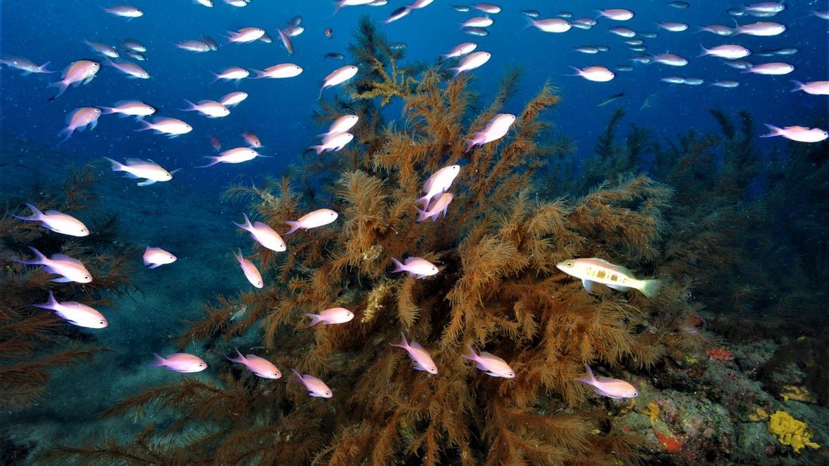 Comunidades de peces en bosques de coral negro en aguas canarias, incluidos fula de tres colas y la cabrilla negra.