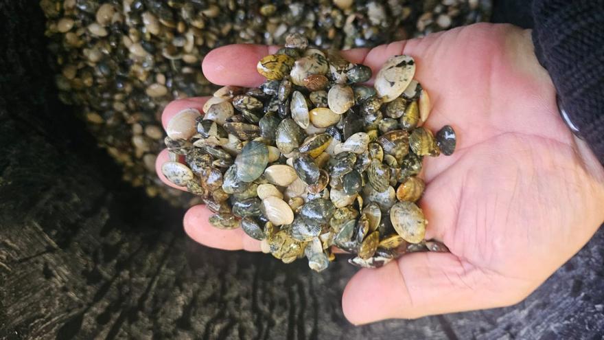 Almeja japónica sembrada por la Cofradía de A Illa.