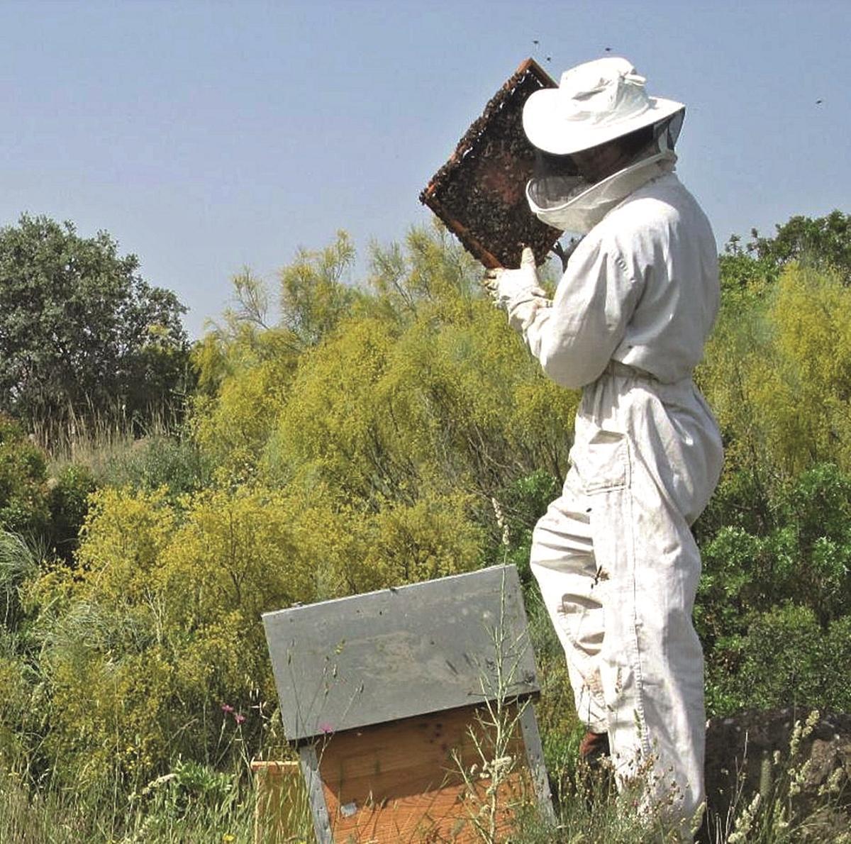 Un apicultor se dispone a cambiar los paneles de una colmena en un entorno silvestre.