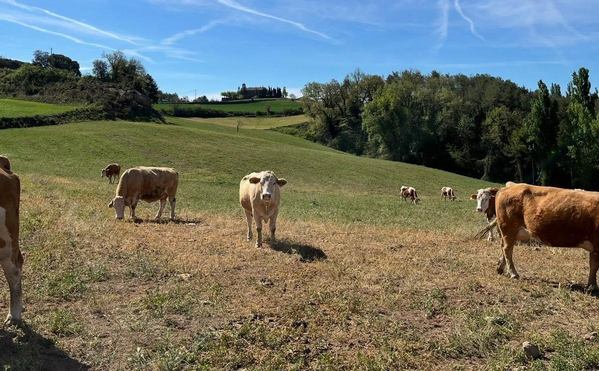 Unes pastures al Solsonès