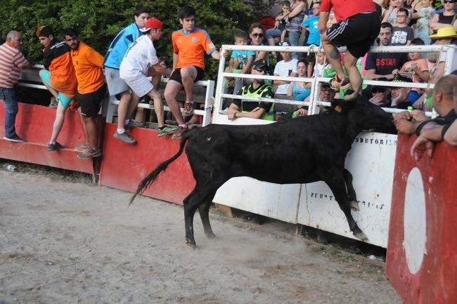 Les vaquetes de la festa major de Santpedor