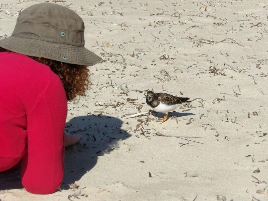 Vögel auf Mallorca