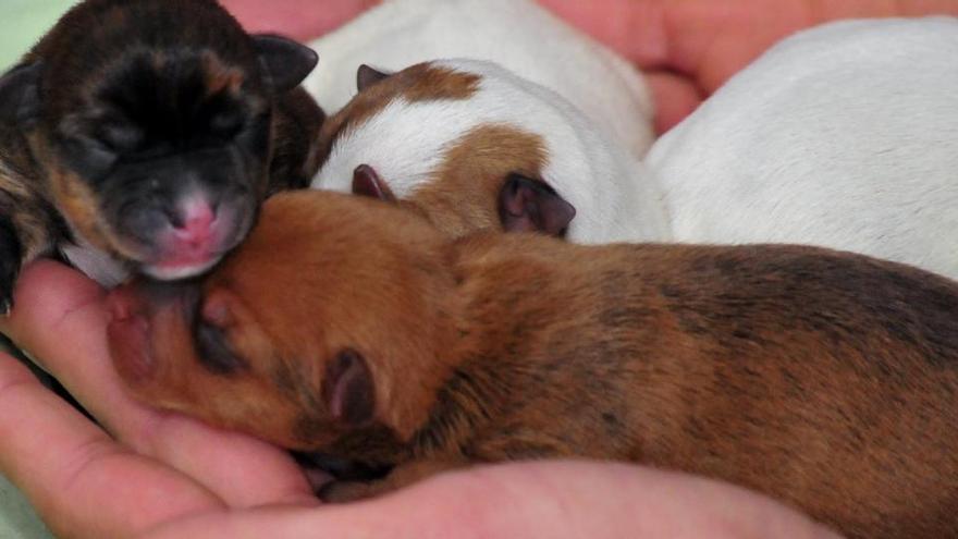 Cachorros, en una imagen de archivo