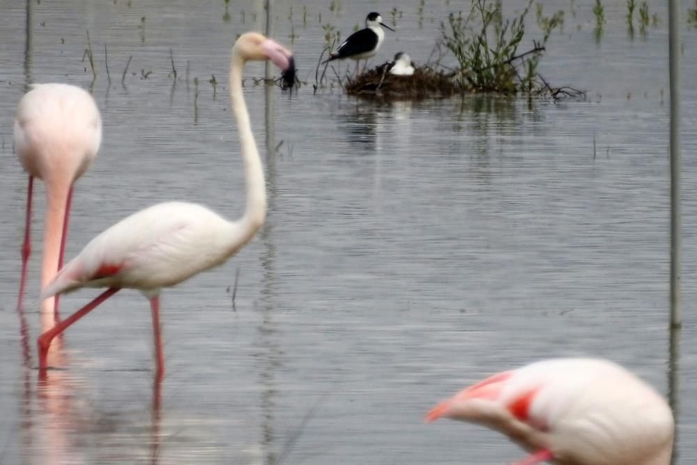 Flamencos y todo tipo de aves en la Laguna de Villena