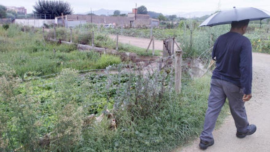 Preparen una campanya d&#039;actuacions contra el cranc americà a les hortes