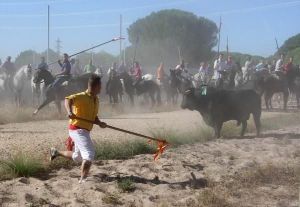 Imágenes del polémico Toro de la Vega