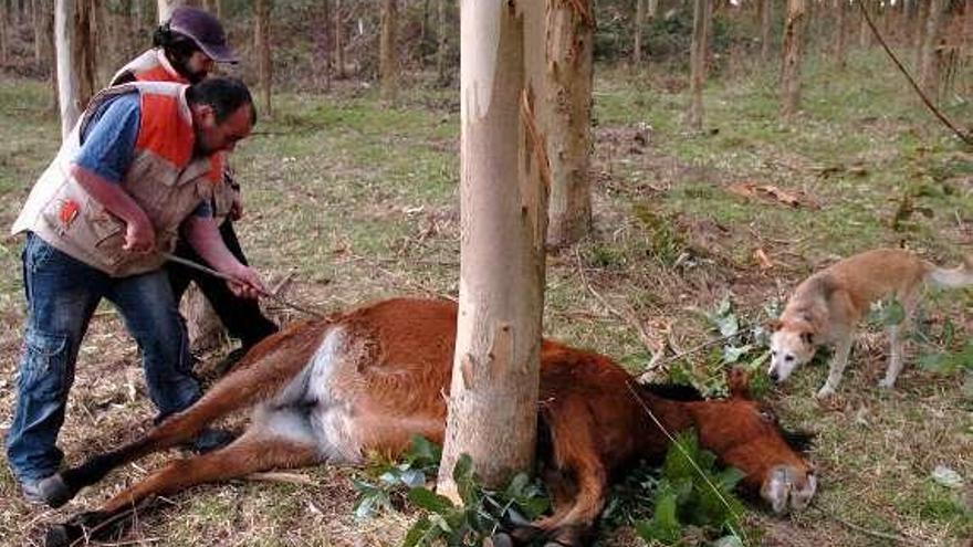 El Ataque A Caballos Salvajes Deja Desde 03 Al Menos Una Treintena De Animales Muertos Faro De Vigo