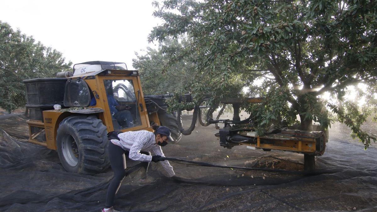 Muchas de las nuevas plantaciones de almendro en regadío se ubican en el Valle del Guadalquivir.