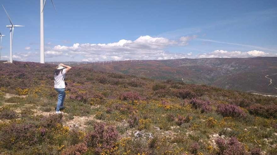 Sierra de Sanabria por donde campea el oso en busca de alimento, llena estos días de gran colorido.