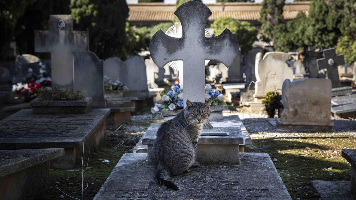 Los gatos están presentes en los cementerios. ¿Por qué? Hay una razón.