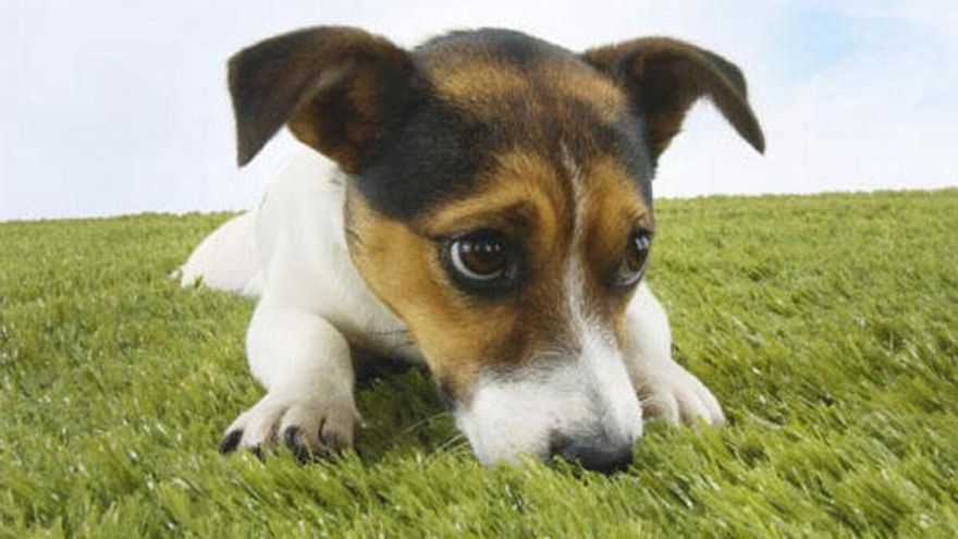 6 plantas comunes que pueden envenenar a tu perro (y cómo actuar)