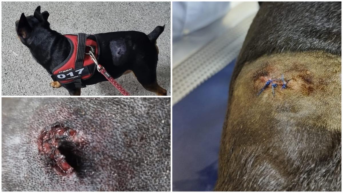 Rocky tuvo que ser atendido de urgenicia por las heridas que le provocó esta perra.