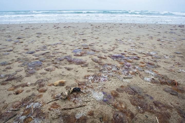 Plaga de medusas en la Playa de San Juan