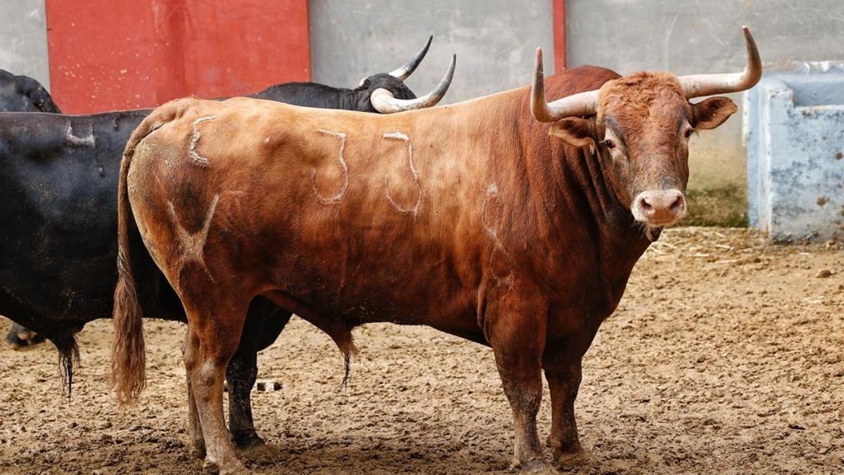 Toro Naranjero, que se lidia esta tarde en Córdoba.