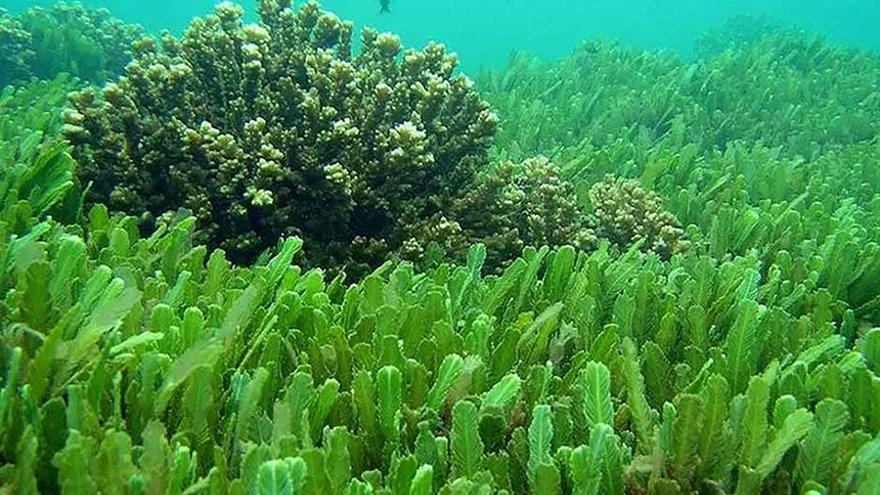 Un estudio revela algas marinas que suben su temperatura para resistir el cambio climático