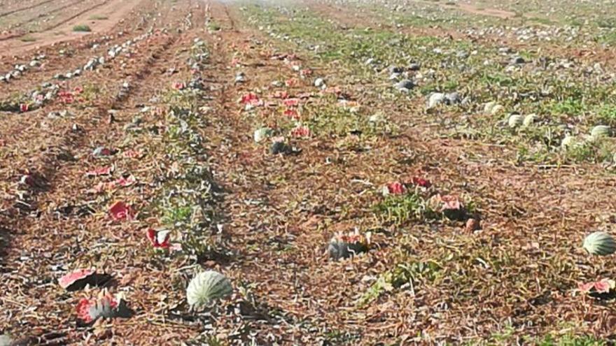 Campo sembrado de sandías arado hace un par de días en el municipio yeclano.