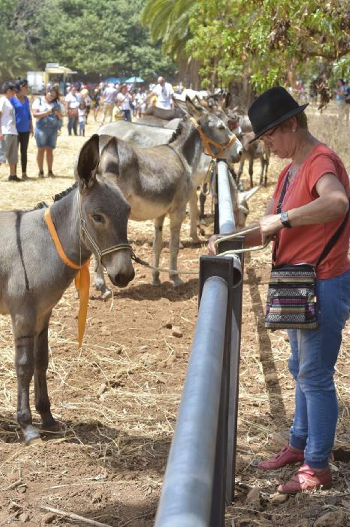 Feria de ganado