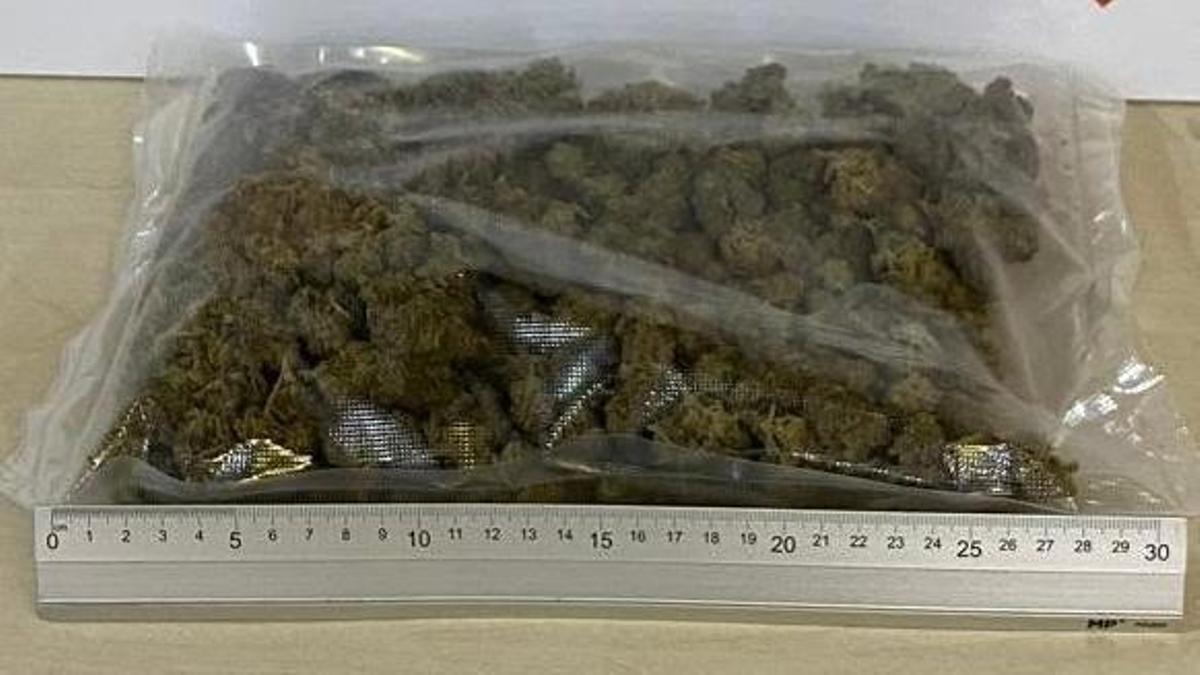 Els cabdells de marihuana intervinguts a Empuriabrava.