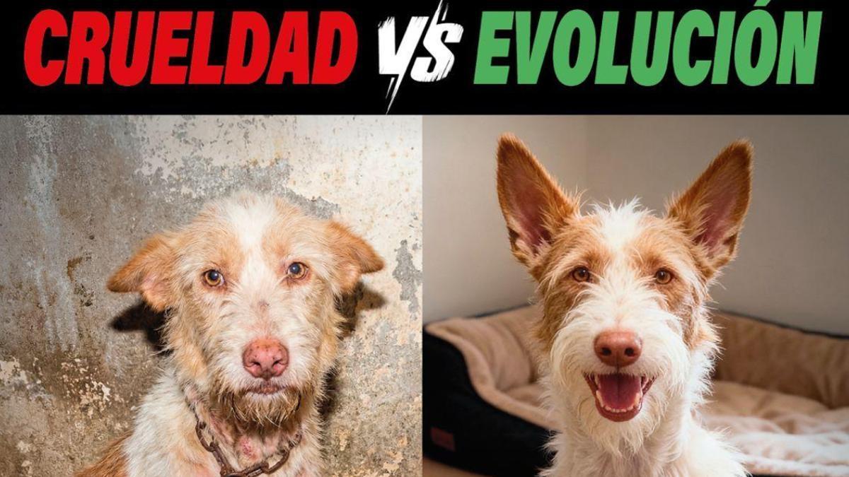 La campaña electoral de Pacma para el 21D: "Extremadura puede elegir: crueldad o evolución"