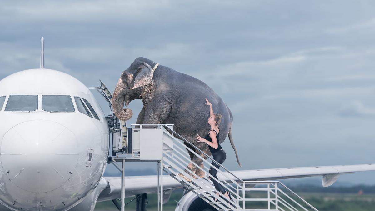 Elefante en avion, transporte mascotas