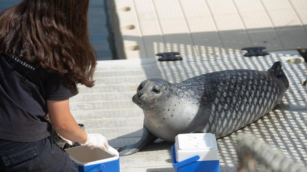 Focas del Aquarium Finisterrae.