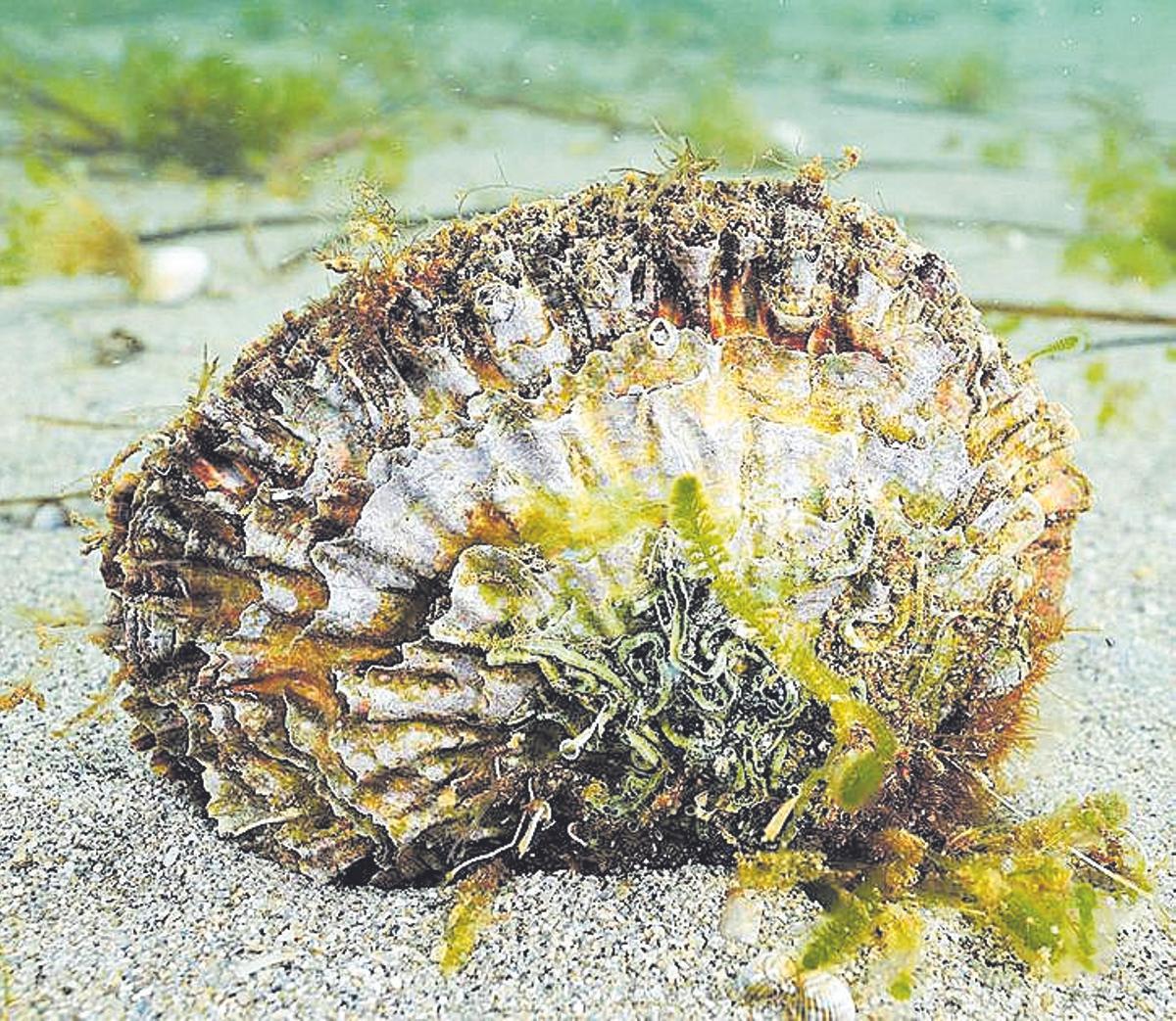 Ostra plana en el Mar Menor.