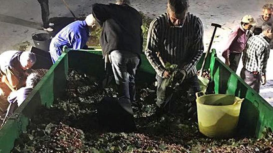 Socios de la cooperativa selecionan los pistachos recogidos en la primera cosecha.