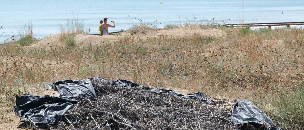 Plásticos en las playas de La Marina con plantas invasoras secas desde hace meses y algunos ejemplares de estas especies tropicales que están floreciendo. | ÁXEL ÁLVAREZ