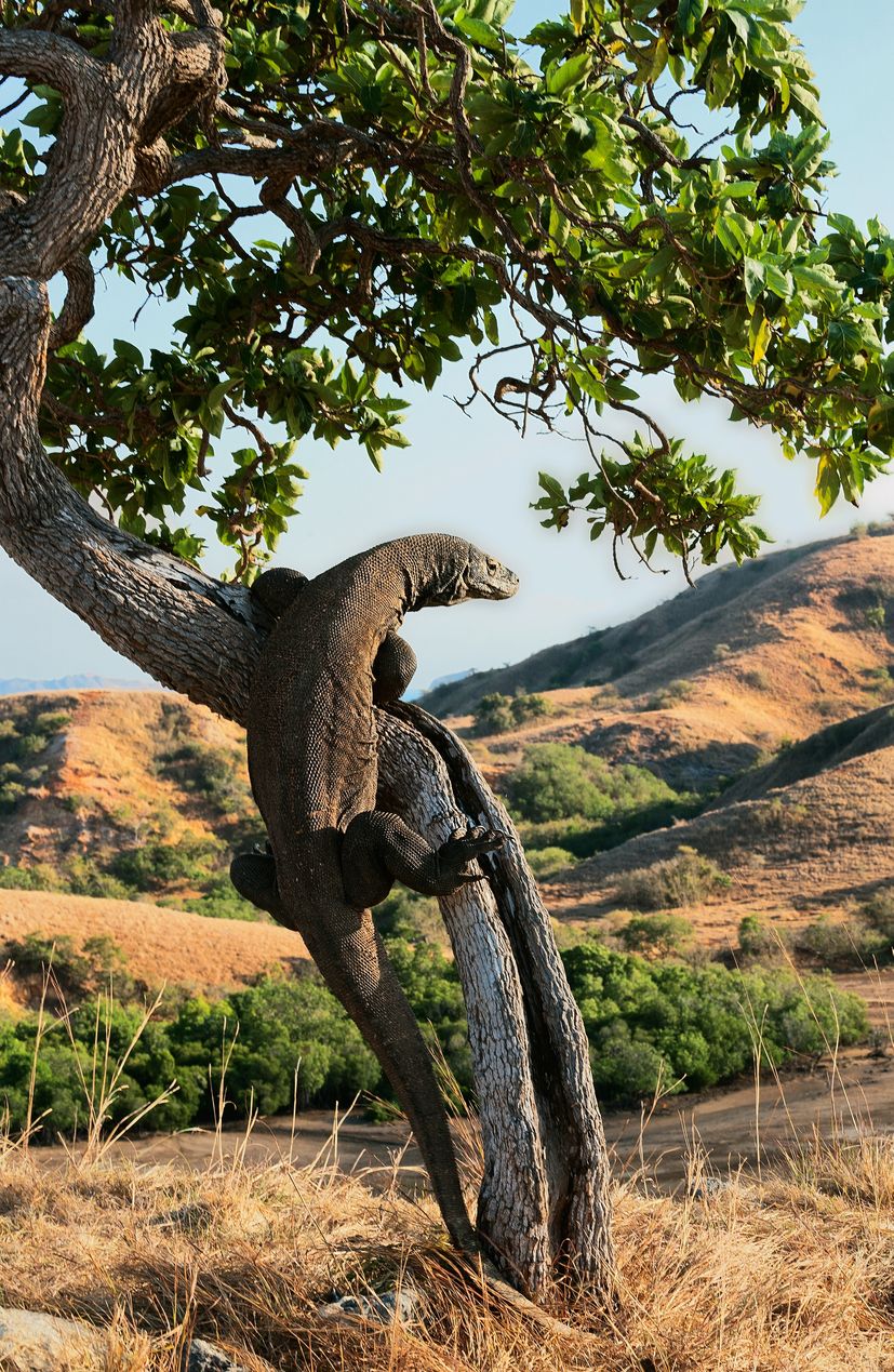 Dragón de Komodo.