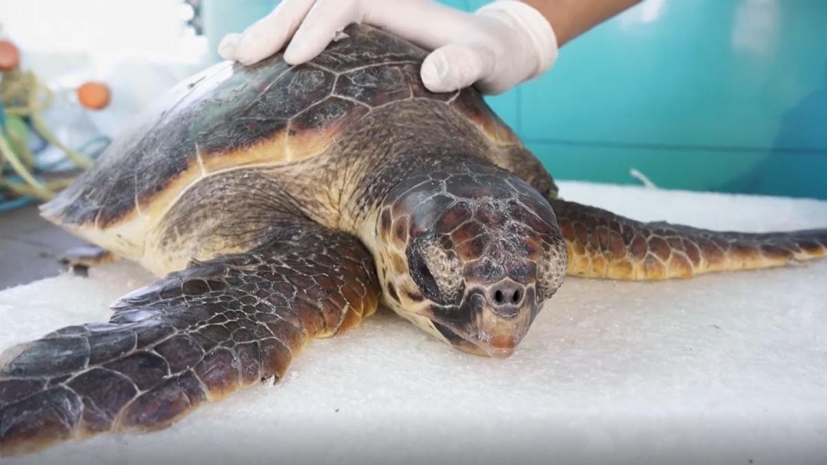 Así fue el rescate de una tortuga marina en peligro de extinción en Guardamar