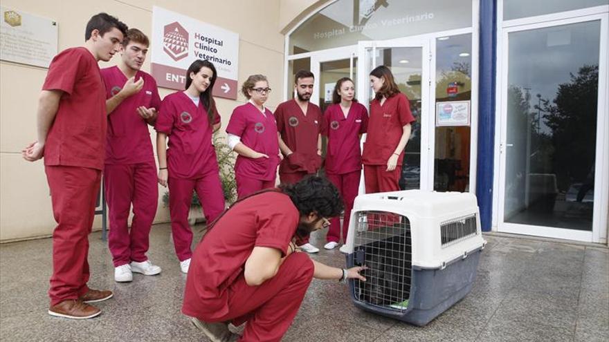 El Hospital Veterinario acogerá a más de cien alumnos en prácticas