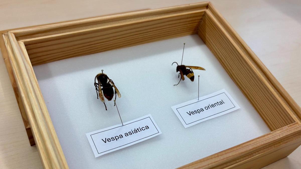 Imagen de la avispa asiática y la oriental