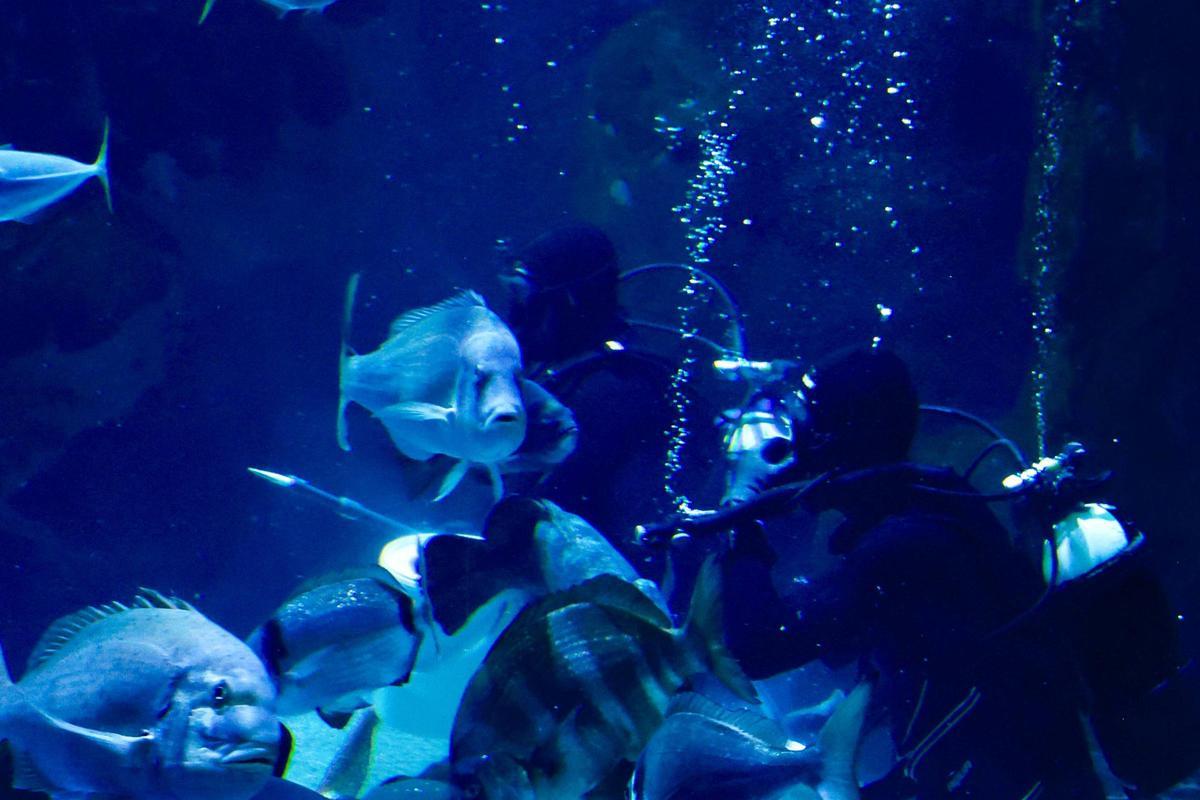 Los tiburones "Currín" y "Elisa", grandes reclamos del Acuario de Gijón (en imágenes)