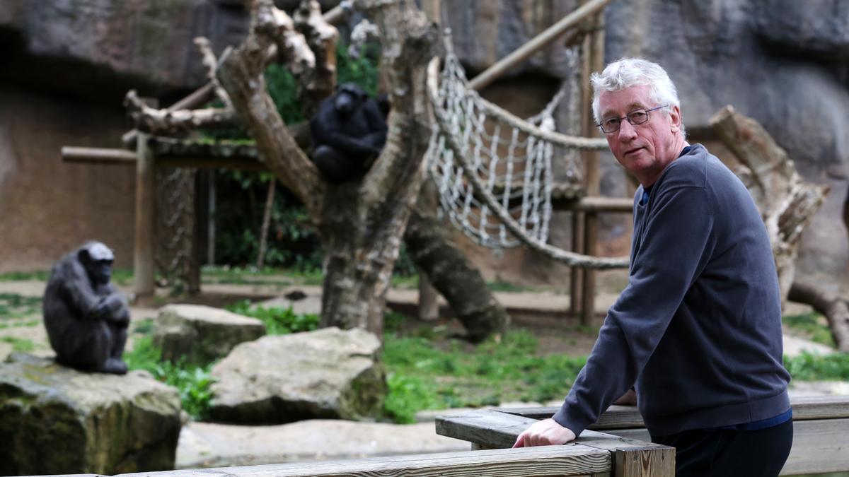 Barcelona 12/05/2014 Barcelona Primatologo Frans de Waal presenta en el Zoo de Barcelona un libro sobre bonobos, en la foto frente los chimpances. Foto de RICARD CUGAT