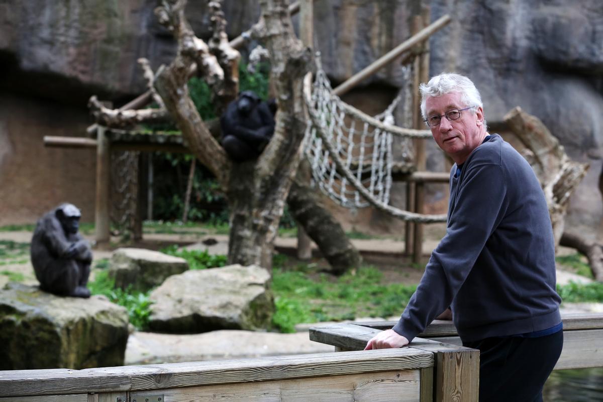 Barcelona 12/05/2014 Barcelona Primatologo Frans de Waal presenta en el Zoo de Barcelona un libro sobre bonobos, en la foto frente los chimpances. Foto de RICARD CUGAT