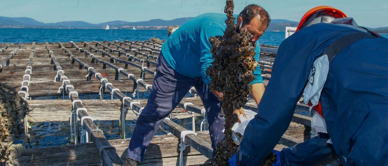 Recogida de muestras de mejillón para el Intecmar en una batea de la ría de Arousa. |   //  IÑAKI ABELLA