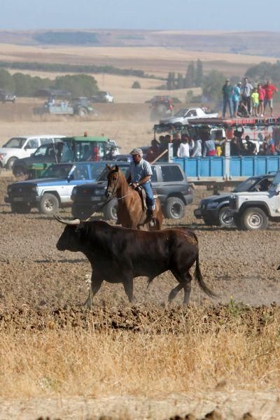 Encierro campero en Moraleja del Vino