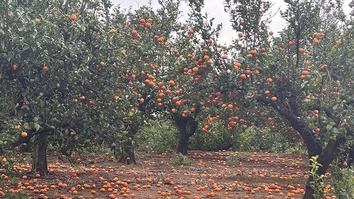 Viento y lluvia | El impacto sobre las chufas, cítricos y hortalizas de la Comunitat Valenciana