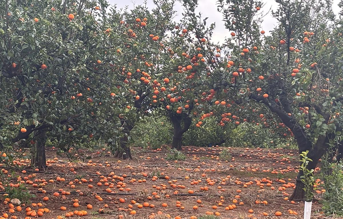 Impacto del viento sobre una explotación de mandarinas en La Ribera.