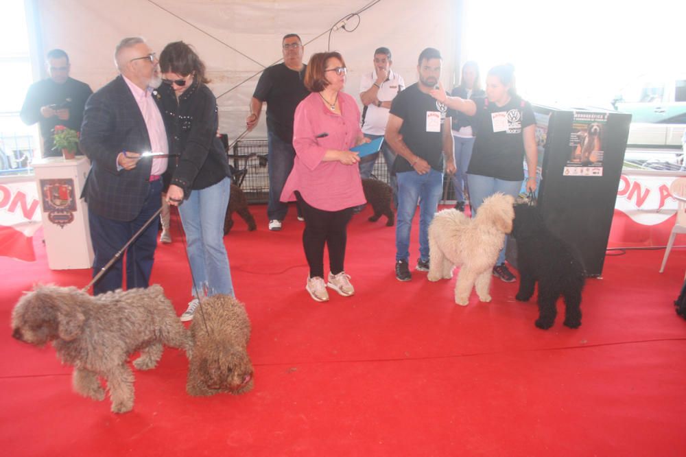 Feria del Perro de Archidona de 2018